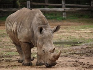 Western Plains Zoo is in Dubbo